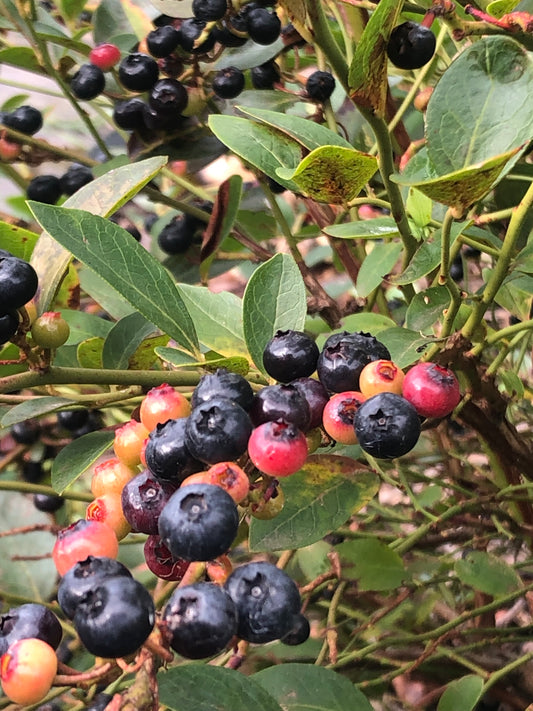Blueberry & Lime Liquor