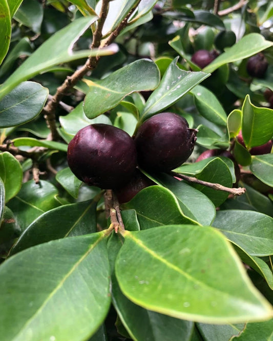 Damson Plum & Guava Liquor
