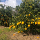 PIPA - Loquat and Lemon Spritzer 5.4%